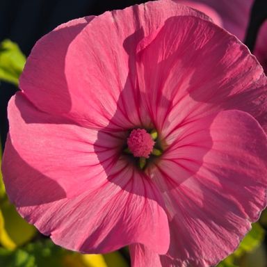 AnonymiTiddy - Avatar